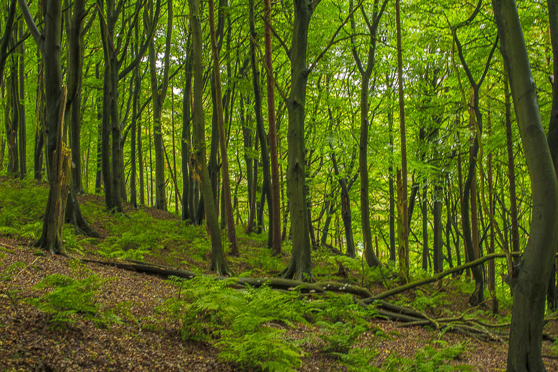 Birch Wood Birch Wood